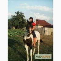 Продам коня