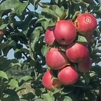 Продам яблука із власного саду
