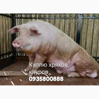 Куплю хряков, кнуров