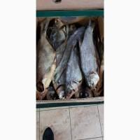 Продам лещ вяленный 100грн/кг. Опт