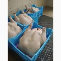 Индюшата, яйцо от ПРОИЗВОДИТЕЛЯ, суточные и подрощеные Биг-6