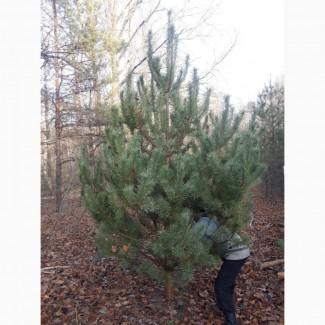 Продам новогодние сосны оптом