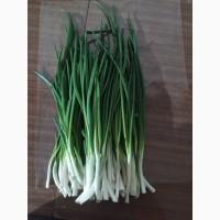 Зеленый лук, Лук перо, лук Штутгарт