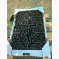 Продам ежевику свежую
