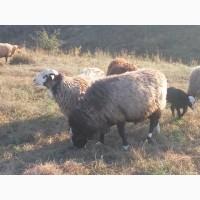 Продам романовской породы баранов, овец, ягнят, баранина