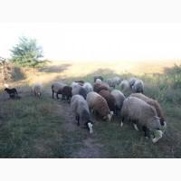 Продам романовской породы баранов, овец, ягнят, баранина