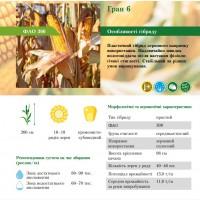 На посівну 2021 року насіння соняшника та кукурудзи за доступними цінами