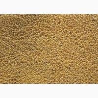 Продам семена горчицы белой для высева на сидерат