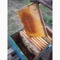 Продам пчелосемьи