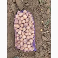 Продам посадочный картофель, сорт Ривьера