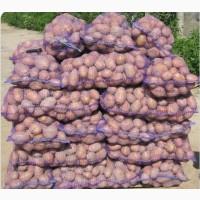 Продам картоплю
