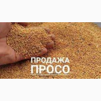 Продам Просо пшено 7 грн/кг. сорт Ювілейний