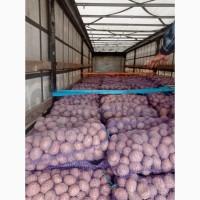 Продам картоплю хорошої якості