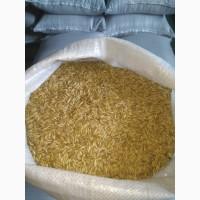 Овес, насіння вівса