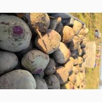 Продам червоний столовий буряк з пдв