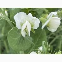 Насіння гороху Оплот, перша репродукція