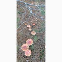 Продам Красный Мухомор сушеный