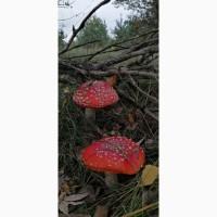 Продам Красный Мухомор сушеный