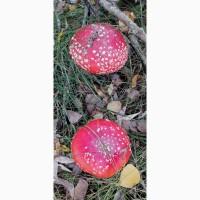 Продам Красный Мухомор сушеный