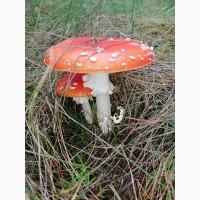 Продам Красный Мухомор сушеный