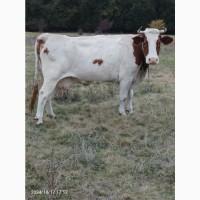 Продам тільну корову