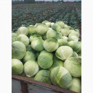 Продам капусту гібрид центуріон