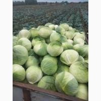 Продам капусту гібрид центуріон