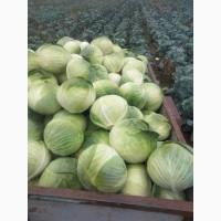 Продам капусту гібрид центуріон