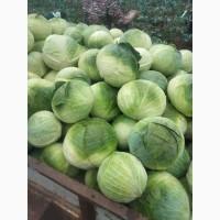 Продам капусту гібрид центуріон