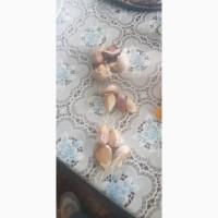 Продам часник зубок
