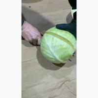 Продам Капусту гурт від 1 тонни