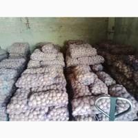 Продам картоплю велику і насіневу кого цікавить телефонуйте
