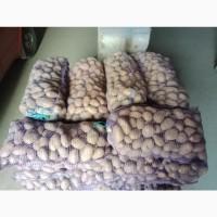 Продам картоплю велику і насіневу кого цікавить телефонуйте