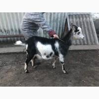 Продам козенят