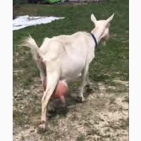 Продам козенят