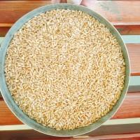 Продам насіння пшениці твердої озимої Крейсер, перша репродукція