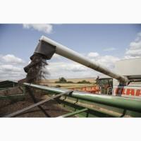 Сою Сою Сою