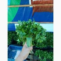 Продам бутон укропа