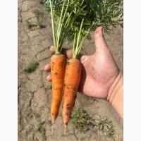 Продам моркву сортотипу Шантане