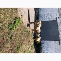 Продам Вівцю