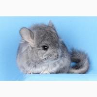 Шиншили різнокольорові - домашні улюбленці