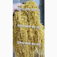 Справжній смак, аромат і якість Вірджинія, Кемел, Давідофф, Мальбро, Берлі, Гавана, Дюбек