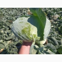 Продам капусту квашену голубцеву, крижалку крижалі опт, роздріб