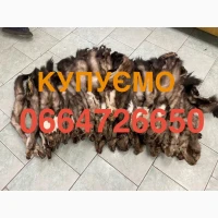 Шкіри куниці, норки, бобра, зайця, видри купимо ДОРОГО
