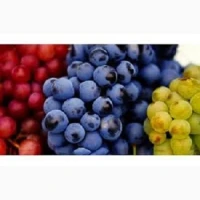Черенки винограду для щеплення та вкорінення - vdala.pro