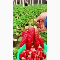 Полуниця ремонтантна гронового плодоношення Виноградне диво(розсада)