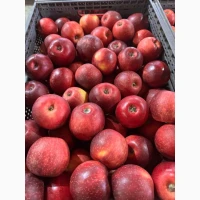 Продаж яблуко Чорний принц
