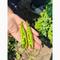 Продам горіх молодий