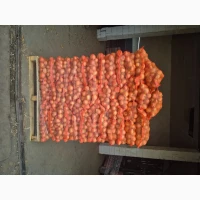 Продам цибулю молоду в Польщі