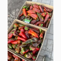 Продам перець Кантатта, Капія, Барбі